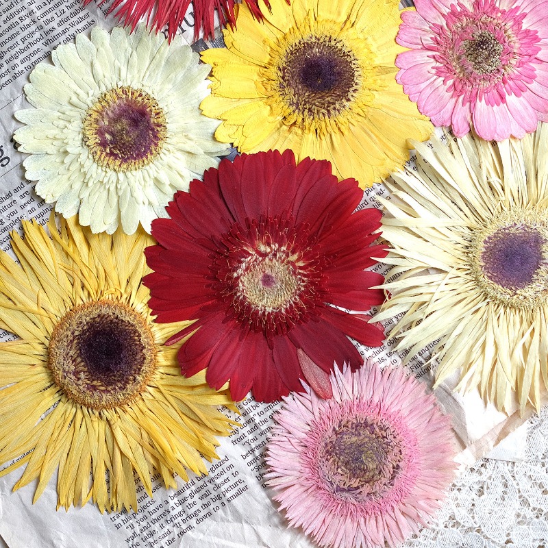 1pcs/7-9cm,Pressed Gerbera Dri - Resin Craft Ideas review and price